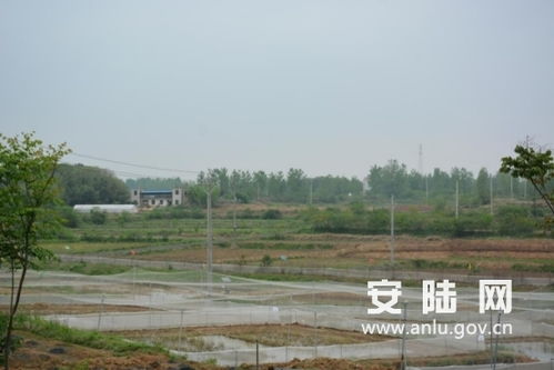 煙店鎮一企業獲評湖北省巾幗脫貧示范基地，中藥材銷售助力扶貧
